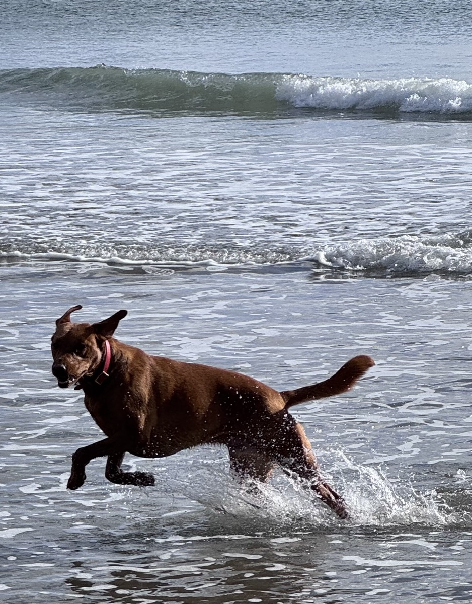 Sydney the chocolate lab racing through the waves